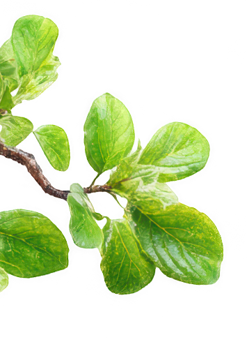 Decorative Leaf