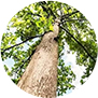 Teak Wood